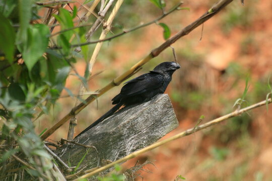 Crotophaga ani