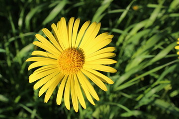 yellow flower (doronicum orientale) on a sunny day