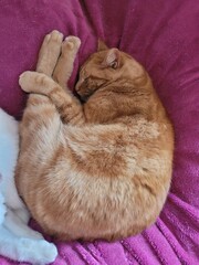 Dodo chat © Laurie