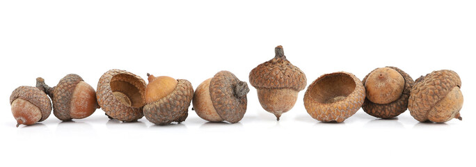 Border of oak acorns isolated on white background. Set of dry brown acorns. © vaitekune