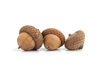 Dry oak acorns isolated on white background. Set of dry brown acorns.