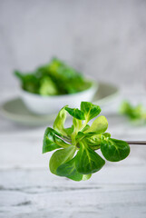 Fresh valerianella locusta, songino or corn salad in a bowl on rustic table