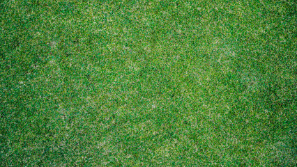 Green grass background, top view background of garden bright grass concept used for making green...