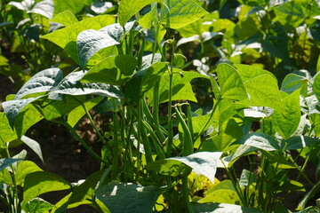The top of the green bean plant where beans are hanging