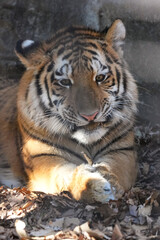 amur tiger cub
