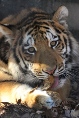 amur tiger cub