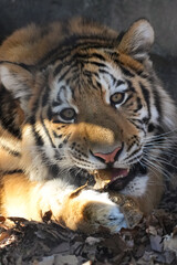 amur tiger cub