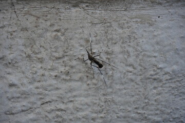 Psorophora ciliata, also known as a Gallinipper mosquito is resting on the uneven surface