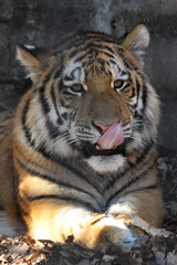 amur tiger cub
