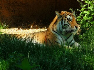 Tiger in the zoo