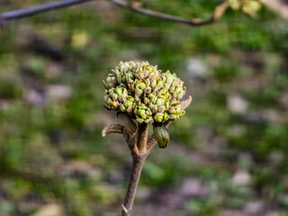 Flower buds of Viburnum rhytidophyllum in early spring in the garden. Blurred background.