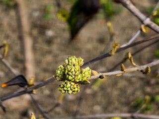 Flower buds of Viburnum rhytidophyllum in early spring. Blurred background.