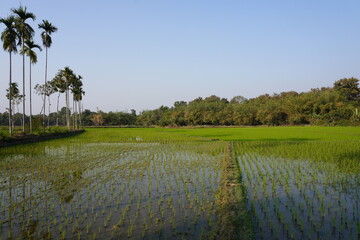 The field which is divided into plots for growing rice, the field is surrounded by the palm trees...
