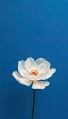 Obraz premium A Serene White Flower Against A Vibrant Blue Backdrop, Symbolizing Purity And Tranquility In A Minimalist Composition