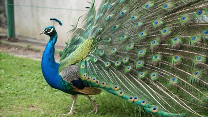 Naklejka premium peacock with feathers