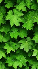 A bunch of fresh dandelion leaves with deep green color showcasing nature?s wholesome bounty