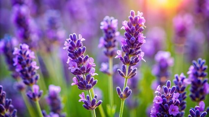 Obraz premium Peaceful Budding Lavender: Aromatic Purple Flowers in Relaxing Field