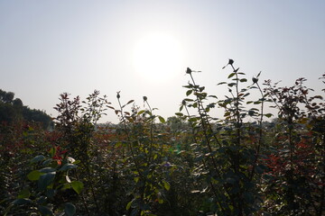 The field of rose plants are full with roses and flower buds with clear sky and bright sun background