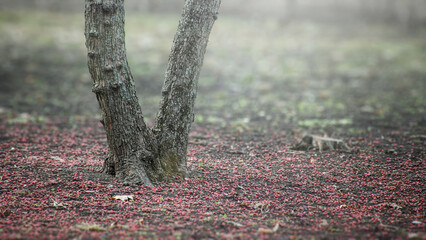 The Secret of the Spring Forest