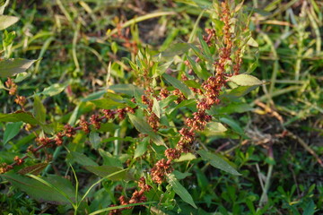 Rumex conglomeratus or Clustered Dock plant with its long seed heads in close up