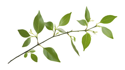 A leafy branch with green leaves. The branch is long and thin. The leaves are green and have a shiny appearance