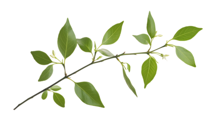 A leafy branch with green leaves. The branch is long and thin. The leaves are green and have a shiny appearance