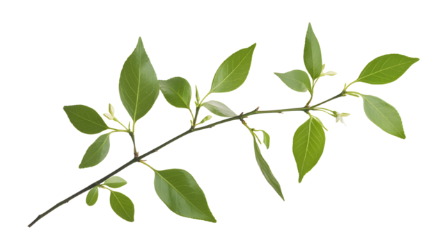 A leafy branch with green leaves. The branch is long and thin. The leaves are green and have a shiny appearance