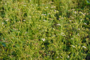 The coriander plants are full with green coriander in close up