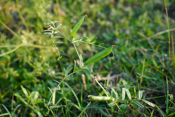 The green pods of common vetch in close up on its plant with a blurry background