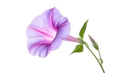 A purple flower with a pink center. The flower is the main focus of the image. The flower is in the center of the image and is surrounded by a white background
