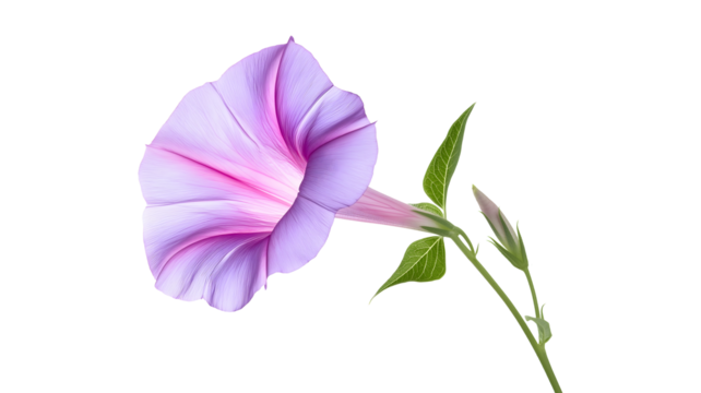 A purple flower with a pink center. The flower is the main focus of the image. The flower is in the center of the image and is surrounded by a white background