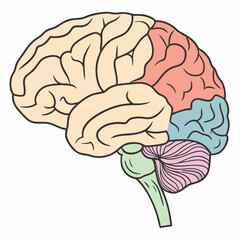Pastel Human Brain Illustration: Detailed Lobes, Cerebellum.
