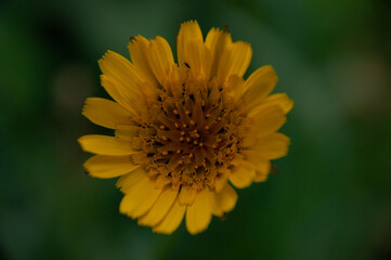 A detailed view of a bright Meadow Goats Beard yellow flower in full bloom with a rich green soft focus backdrop conveying nature's beauty.