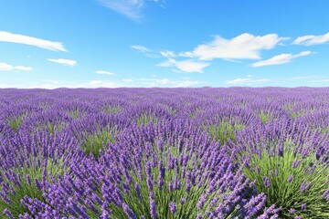 Obraz premium Lavender field under a bright blue sky on a sunny day in spring