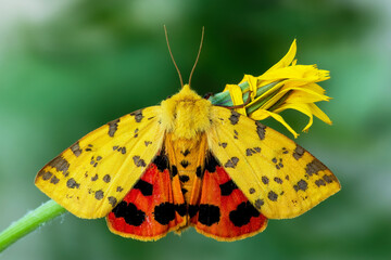 The Purple Tiger (Diacrisia purpurata, Rhyparia purpurata)