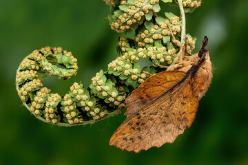 The poplar lappet (Gastropacha populifolia)