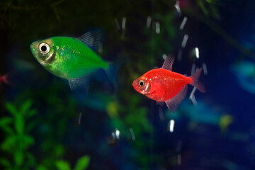Aquarium  fish-ternetzi swim. Two fish are green and red. The Latin name Gymnocorymbus ternetzi....