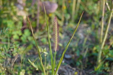 The green foxtail seed head in between two long leaves in close up with a blurry background
