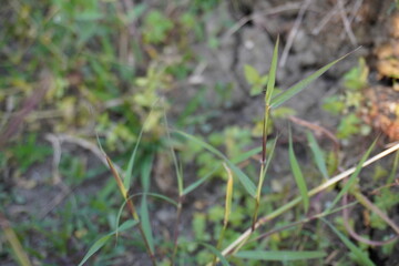 A tiny stem of green grass along with its tiny green leaves in close up with a blurry background