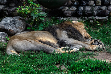Sleeping lion male. Latin name - pantera leo   © Mikhail Blajenov