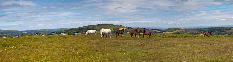 Panorama landscape with wild ponies in Dartmoor, England