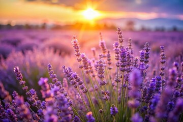 Fototapeta premium Serene Lavender Field: Candid Close-Up of Blooming Purple Flowers