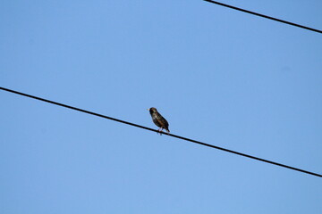 Common Starling (Sturnus vulgaris) sitting on an electrical wire on a blue sky background. Versatile for wildlife, nature, and urban photography. Highly invasive species in US, other regions.