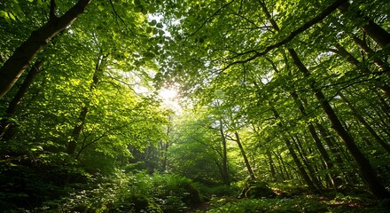 Fototapeta premium Sunlight Filtering Through Lush Green Canopy in a Forest Environment, Suitable for nature photography, eco-tourism, environmental conservation themes
