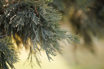 green branch of coniferous tree close-up at sunset. natural background.