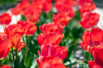 花壇を埋める真っ赤に咲き誇ったチューリップのクローズアップ