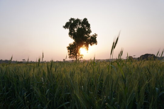A serene sunset over a field of what appears to be wheat field with a solitary tree silhouetted against the setting sun