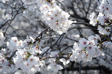 Delicate White Blossoms on a Spring Branch