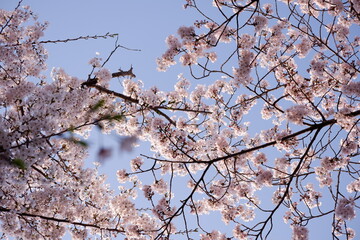 Delicate pale pink blossoms a breathtaking contrast against the vibrant cloudless blue spring sky
