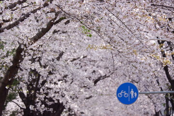 Serene Spring Blossoms Bike Pedestrian Path A Scenic Route through Blooming Meadows Verdant Hills